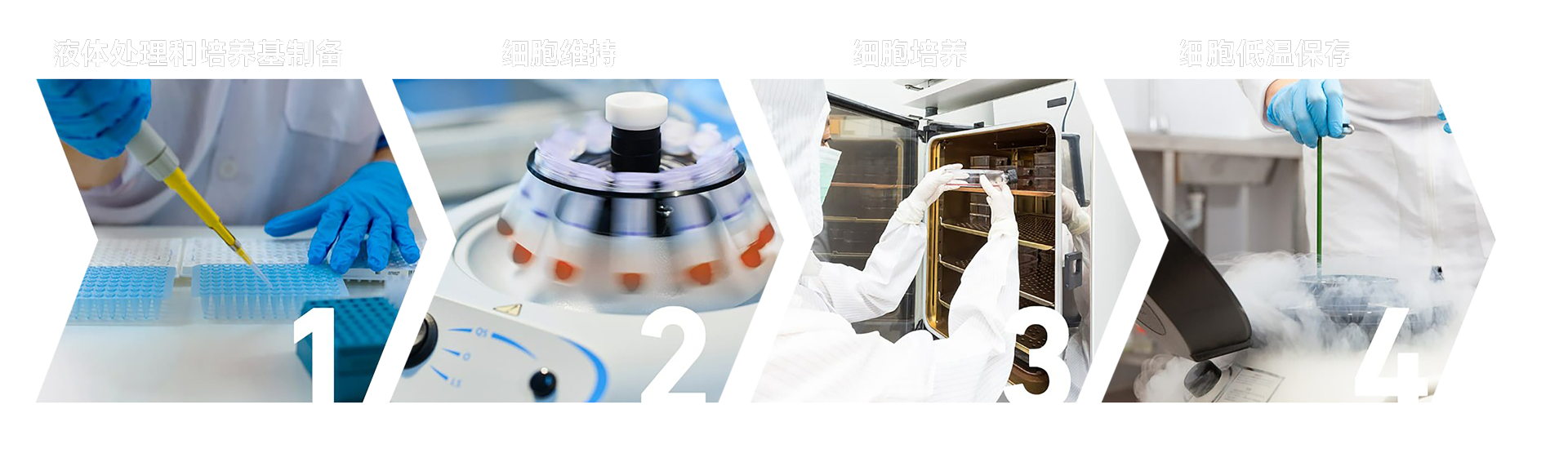 细胞培养